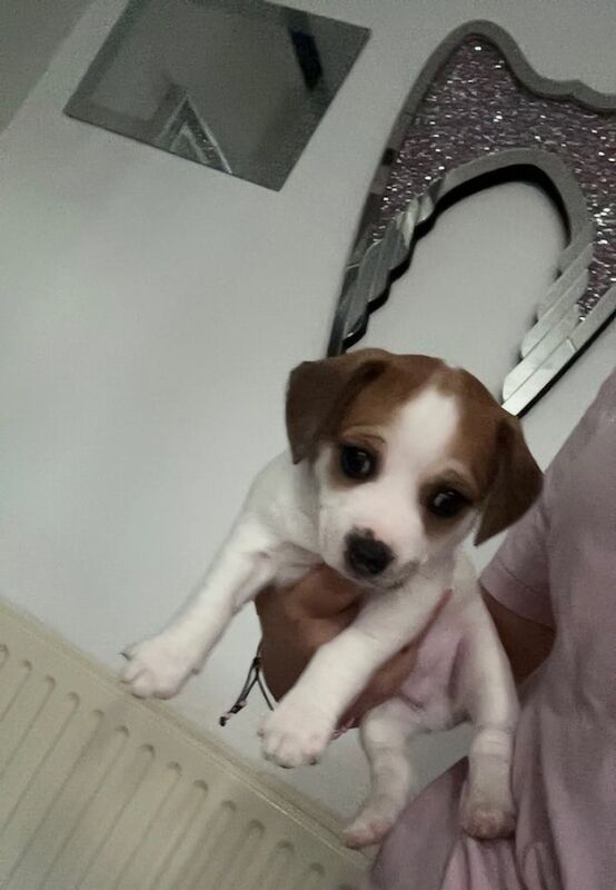 Chihuahua x Pomeranian puppies for sale in Sandwell, West Midlands | Image 2