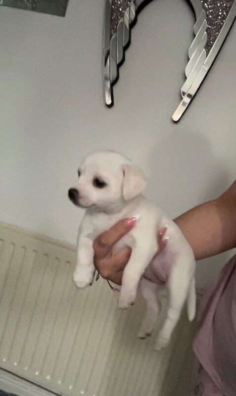 Chihuahua x Pomeranian puppies for sale in Sandwell, West Midlands | Image 3
