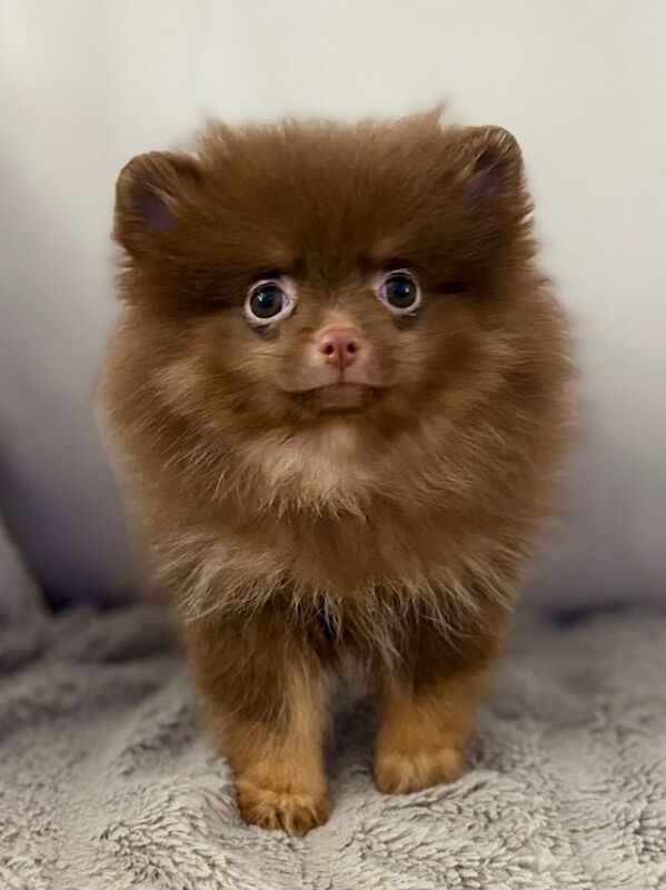 Chocolate and tan female Pomeranian