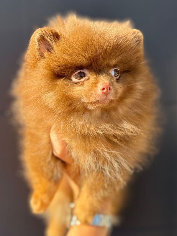 Chocolate and tan female Pomeranian - Image 2 of 4