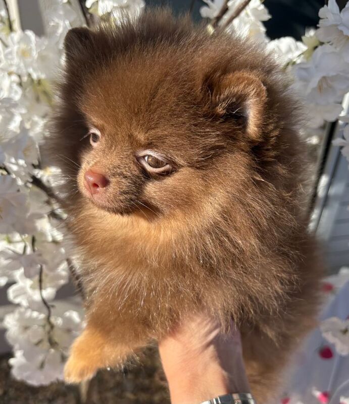 Chocolate and tan female Pomeranian - Image 3 of 4
