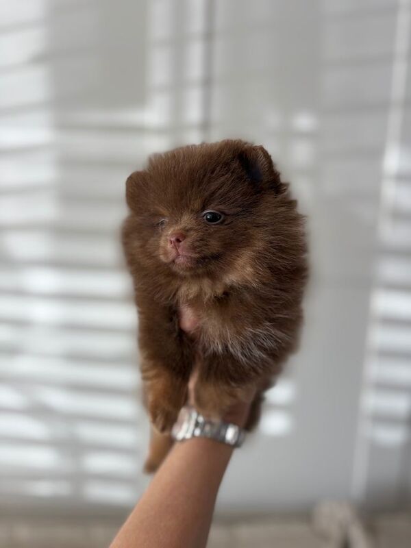 Chocolate and tan female Pomeranian - Image 4 of 4