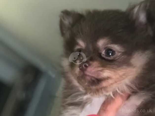 Chocolate and tan girl - Image 1 of 5