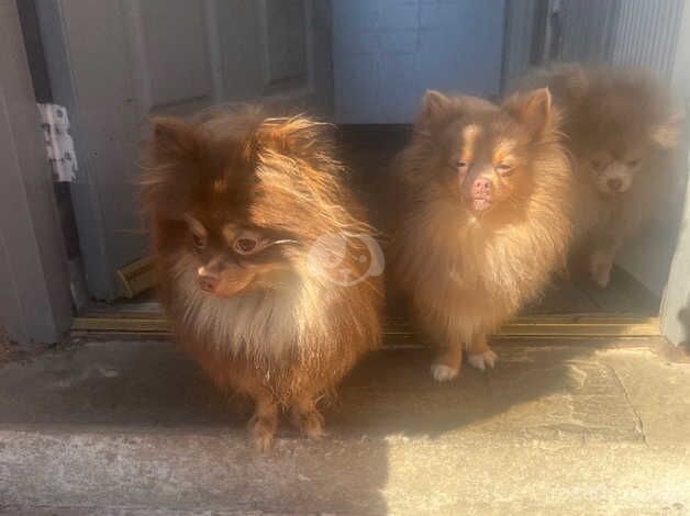 Chocolate and tan girl - Image 5 of 5