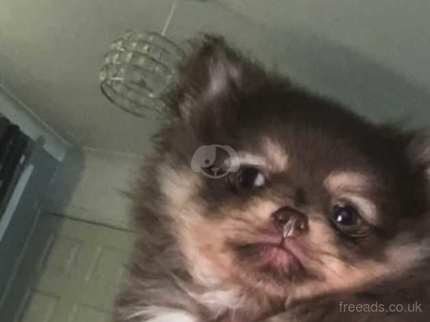 Pomeranian puppies for sale in Sheffield, South Yorkshire – KC registered, 1 year old - Image 2 of 5