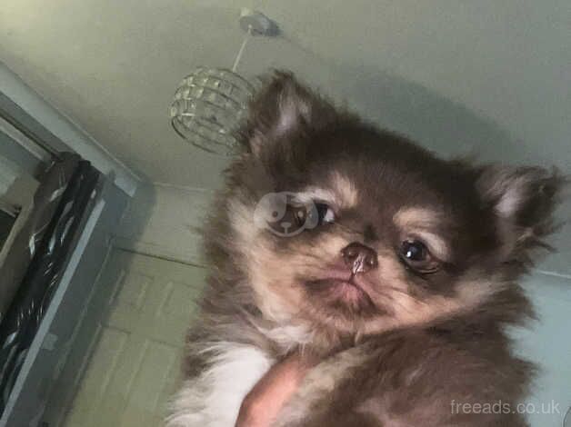 Pomeranian puppies for sale in Sheffield, South Yorkshire – KC registered, 1 year old - Image 3 of 5