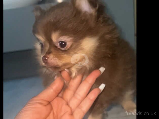 Pomeranian puppies for sale in Sheffield, South Yorkshire – KC registered, 1 year old - Image 4 of 5