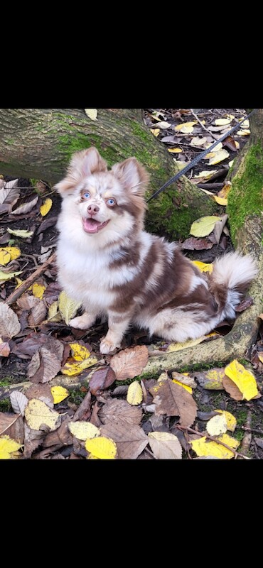 Pomeranian Puppies For Sale