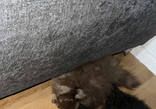 Pomeranian puppies for sale in Enfield, Greater London – 1 year old - Image 2 of 2