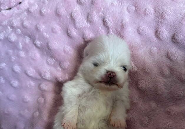 Pomeranian puppies for sale in Rotherham, South Yorkshire – KC registered, 1 year old - Image 1 of 1