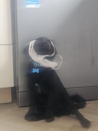 Pomeranian puppies for sale in Grimsby, Lincolnshire – 1 year old - Image 3 of 5