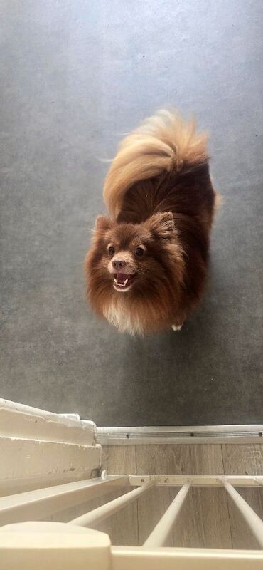 Coco