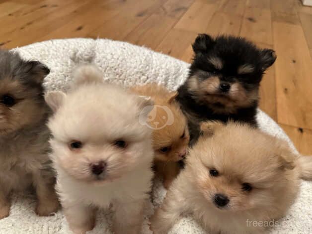 Pomeranian puppies for sale in Lanark, Lanarkshire – 1 year old - Image 2 of 5