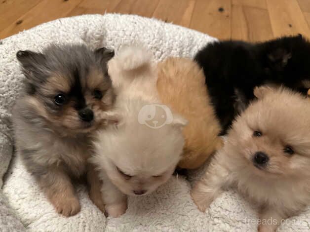 Pomeranian puppies for sale in Lanark, Lanarkshire – 1 year old - Image 4 of 5
