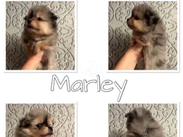 Pomeranian puppies for sale in Lanark, Lanarkshire – 1 year old - Image 5 of 5