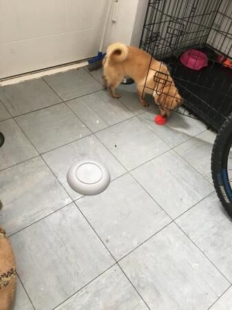 Pomeranian puppies for sale in Middleton, Greater Manchester – 1 year old - Image 3 of 5