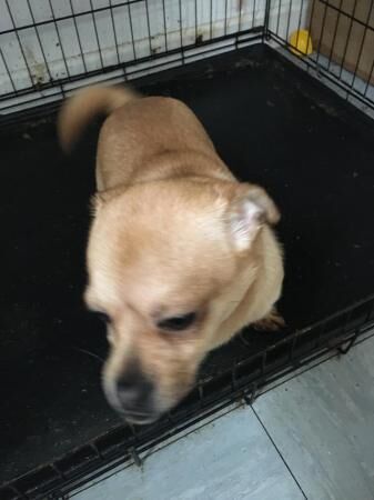 Pomeranian puppies for sale in Middleton, Greater Manchester – 1 year old - Image 4 of 5