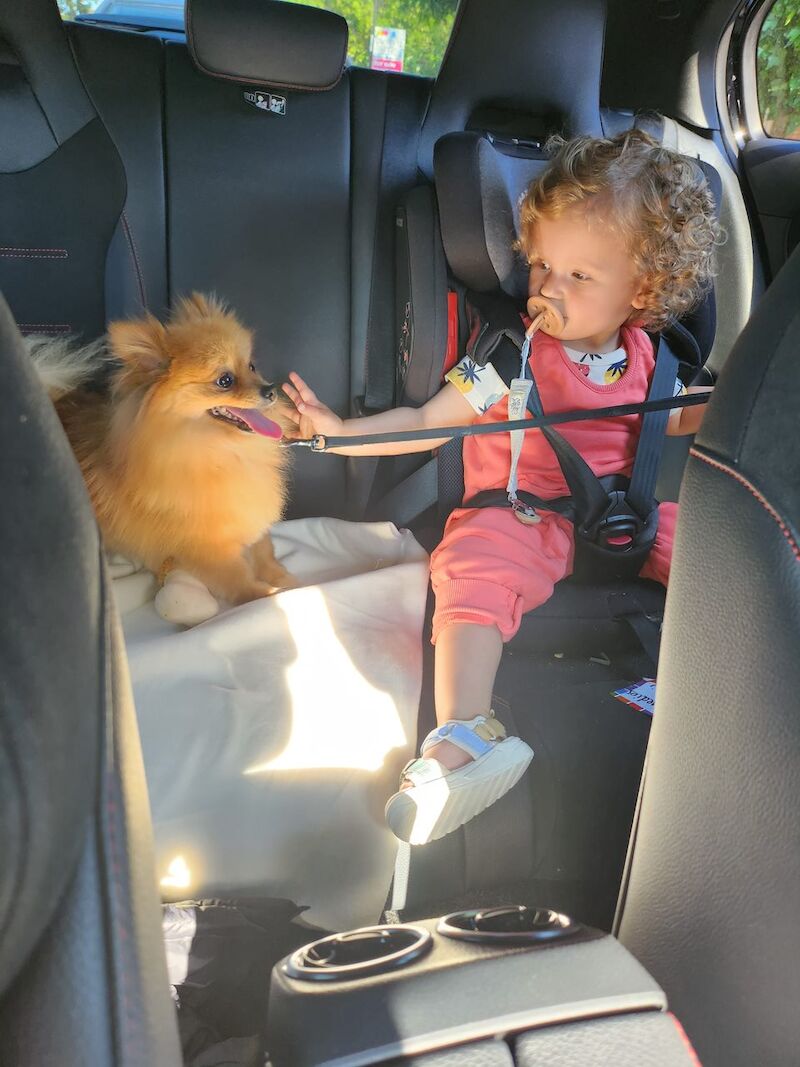 Pomeranian for adoption in London, Greater London – 5 years old