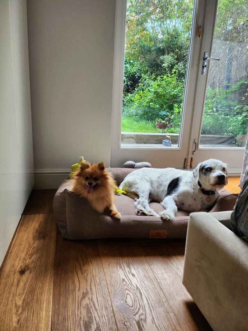 Pomeranian for adoption in London, Greater London – 5 years old - Image 2 of 13