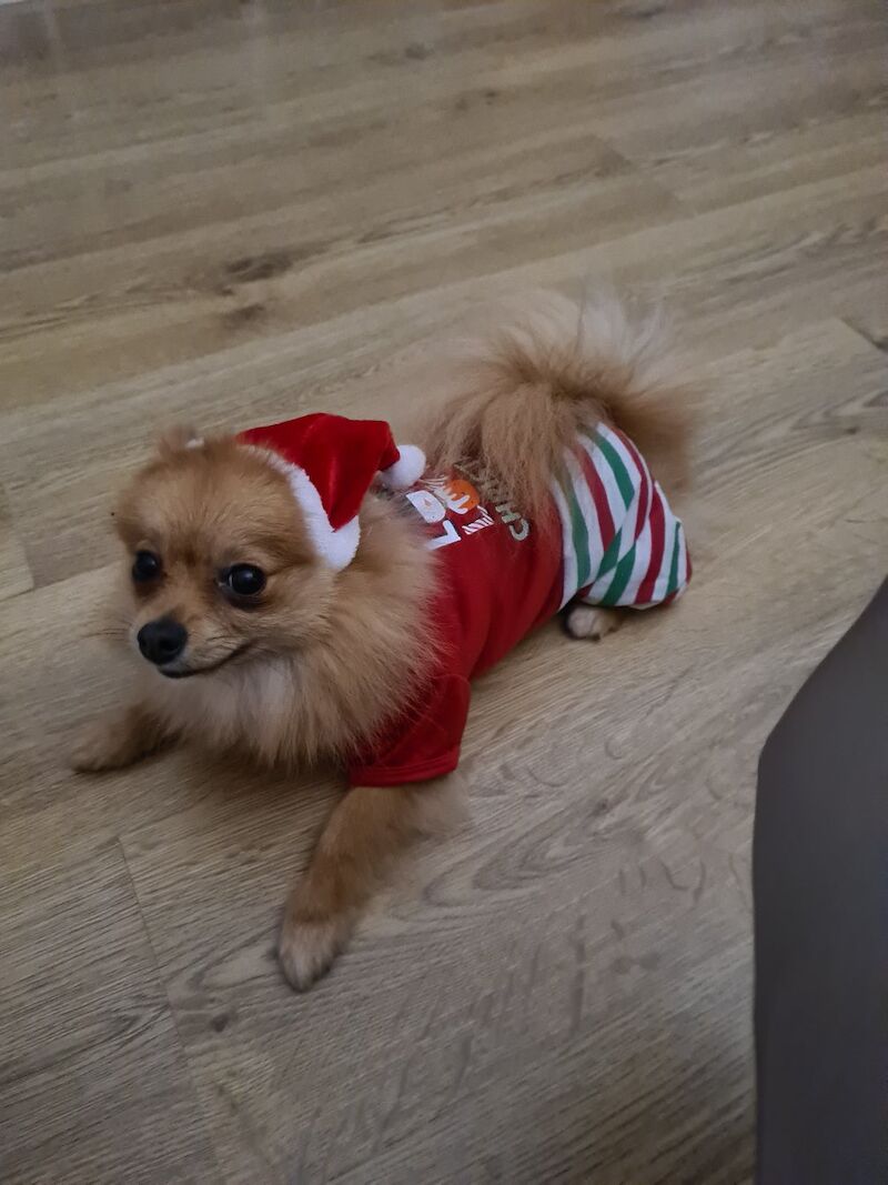 Pomeranian for adoption in London, Greater London – 5 years old - Image 3 of 13