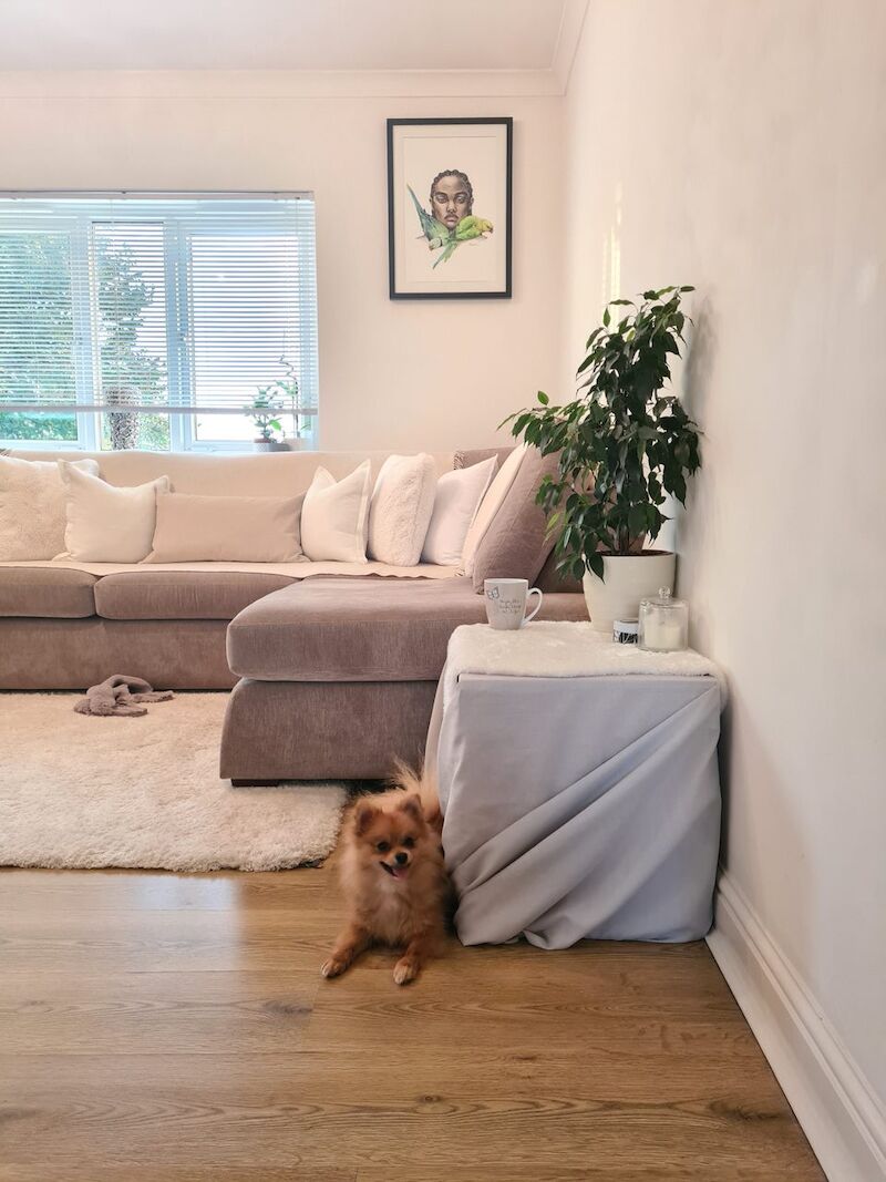 Pomeranian for adoption in London, Greater London – 5 years old - Image 4 of 13