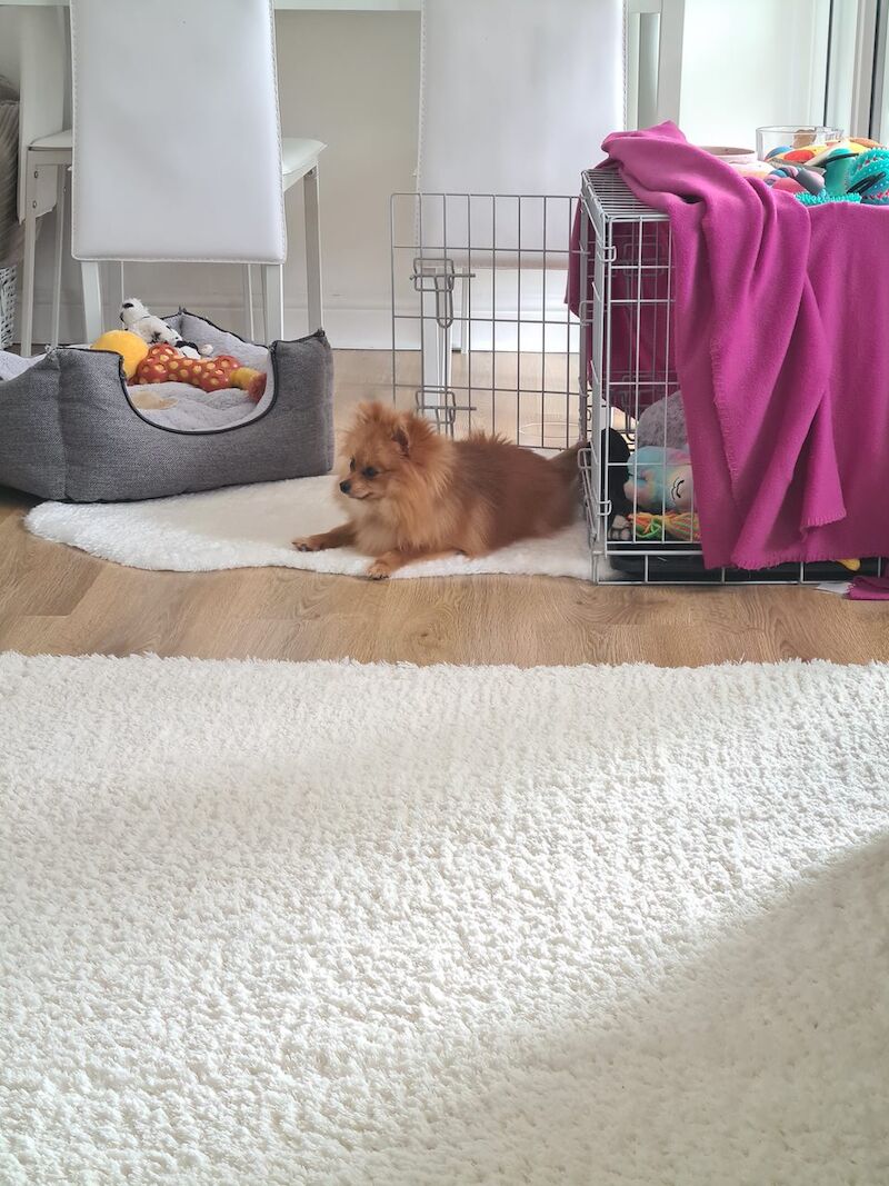 Pomeranian for adoption in London, Greater London – 5 years old - Image 5 of 13
