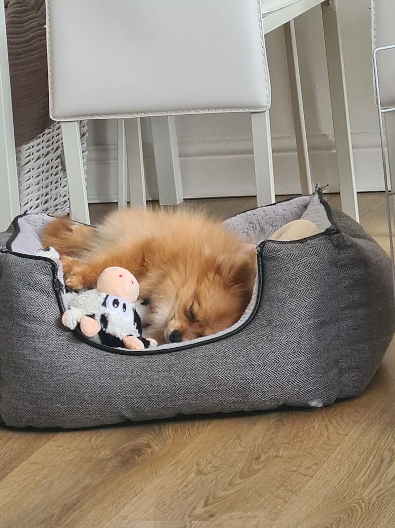 Pomeranian for adoption in London, Greater London – 5 years old - Image 6 of 13