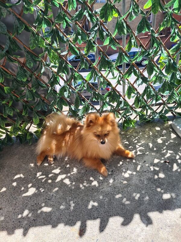 Pomeranian for adoption in London, Greater London – 5 years old - Image 7 of 13
