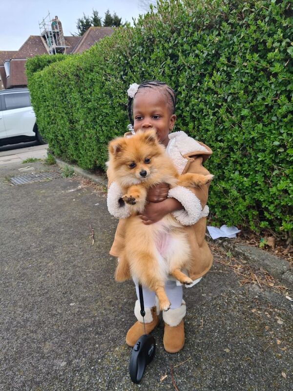 Pomeranian for adoption in London, Greater London – 5 years old - Image 8 of 13