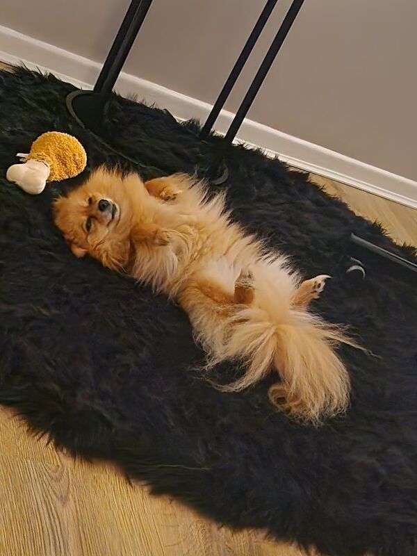 Pomeranian for adoption in London, Greater London – 5 years old - Image 9 of 13