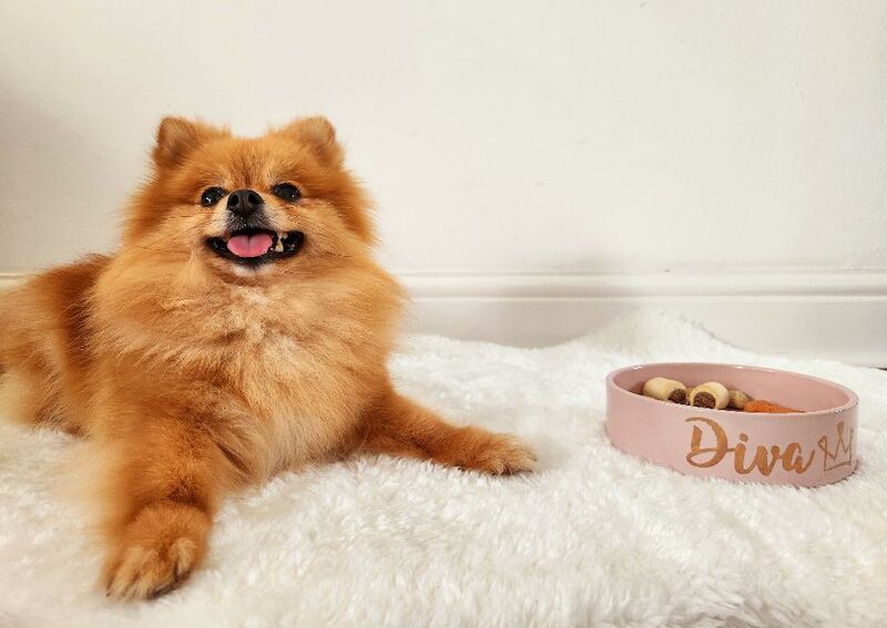 Pomeranian for adoption in London, Greater London – 5 years old - Image 10 of 13