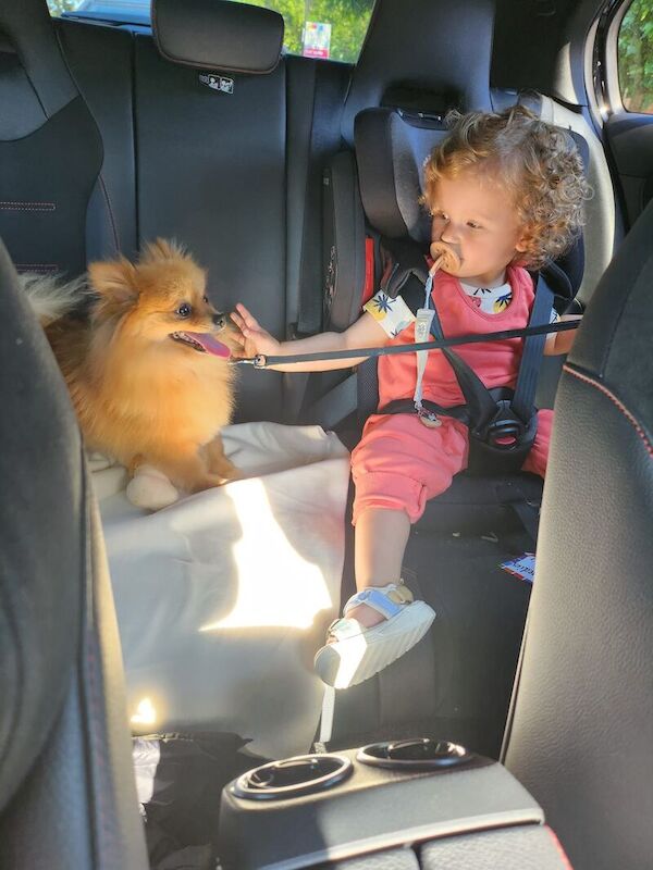 Pomeranian for adoption in London, Greater London – 5 years old - Image 13 of 13