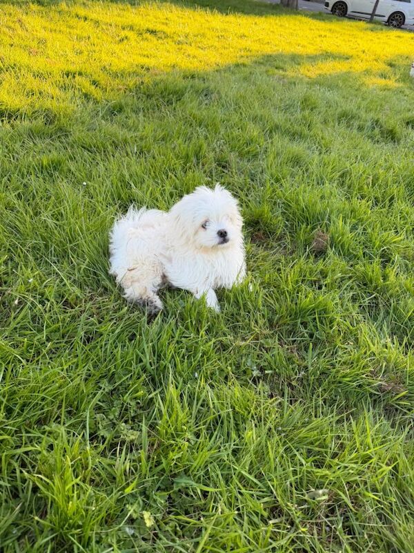 Cute Male Shih Tzu Pom Mix Puppies Looking for New Homes