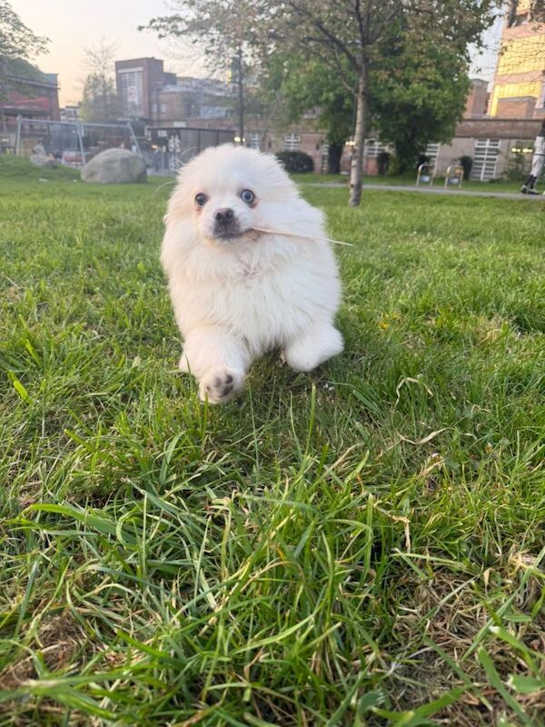 Cute Male Shih Tzu Pom Mix Puppies Looking for New Homes - Image 2 of 6