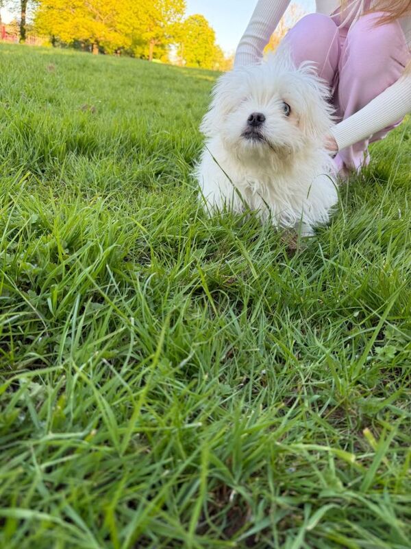 Cute Male Shih Tzu Pom Mix Puppies Looking for New Homes - Image 3 of 6