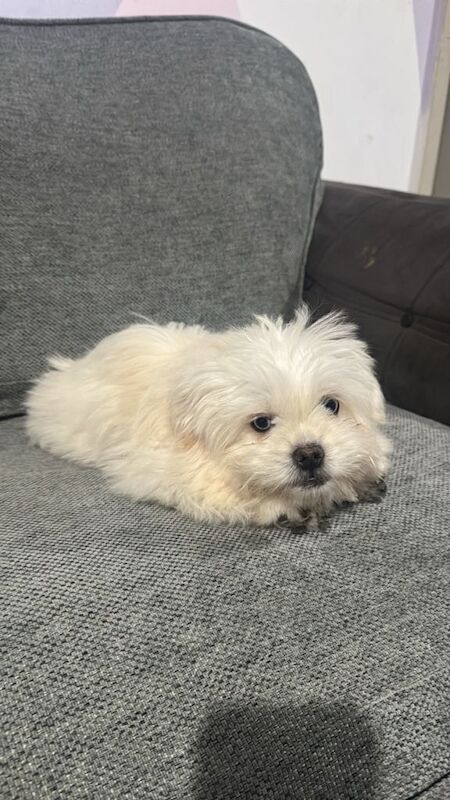 Cute Male Shih Tzu Pom Mix Puppies Looking for New Homes - Image 4 of 6