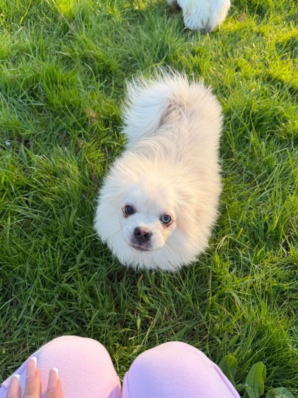 Cute Male Shih Tzu Pom Mix Puppies Looking for New Homes - Image 5 of 6