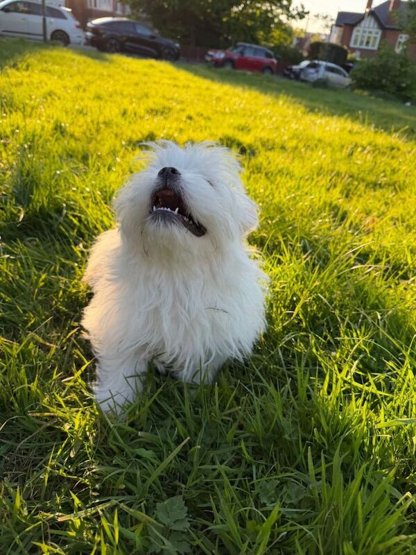 Cute Male Shih Tzu Pom Mix Puppies Looking for New Homes - Image 6 of 6
