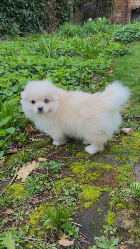 Cute & Playful Pomeranian–Shih Tzu Puppies Ready for New Homes