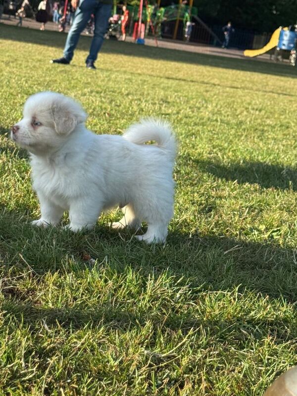 Cute & Playful Pomeranian–Shih Tzu Puppies Ready for New Homes - Image 2 of 6