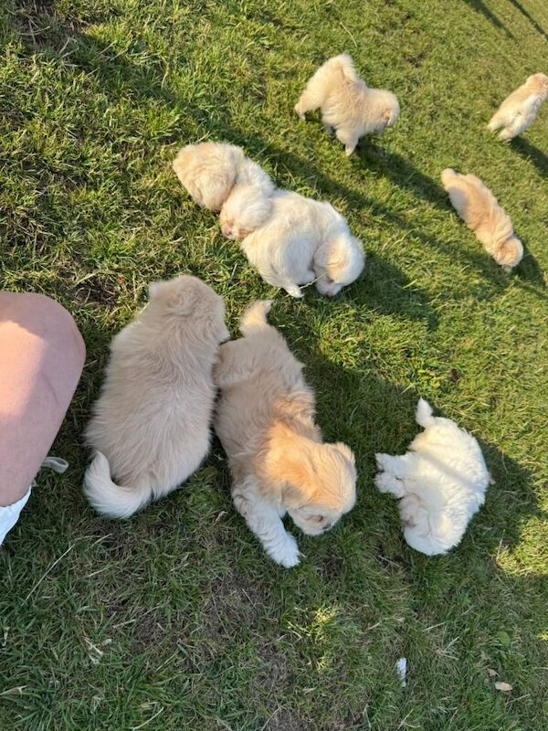 Cute & Playful Pomeranian–Shih Tzu Puppies Ready for New Homes - Image 3 of 6