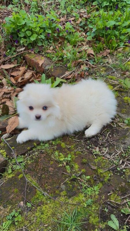 Cute & Playful Pomeranian–Shih Tzu Puppies Ready for New Homes - Image 4 of 6
