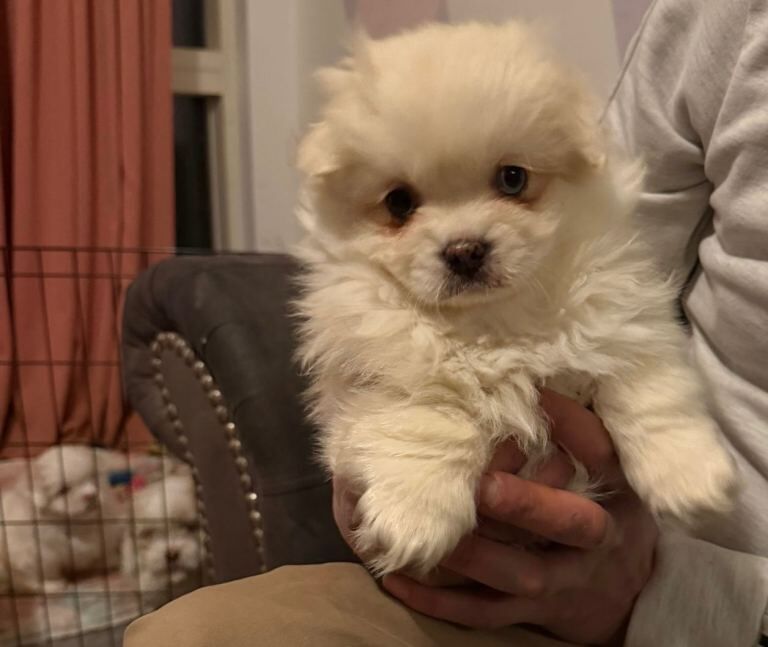 Cute & Playful Pomeranian–Shih Tzu Puppies Ready for New Homes - Image 6 of 6