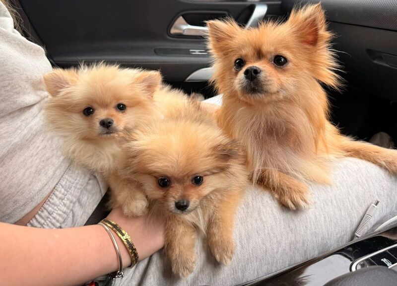 Cute Pomeranian Puppies For New Homes