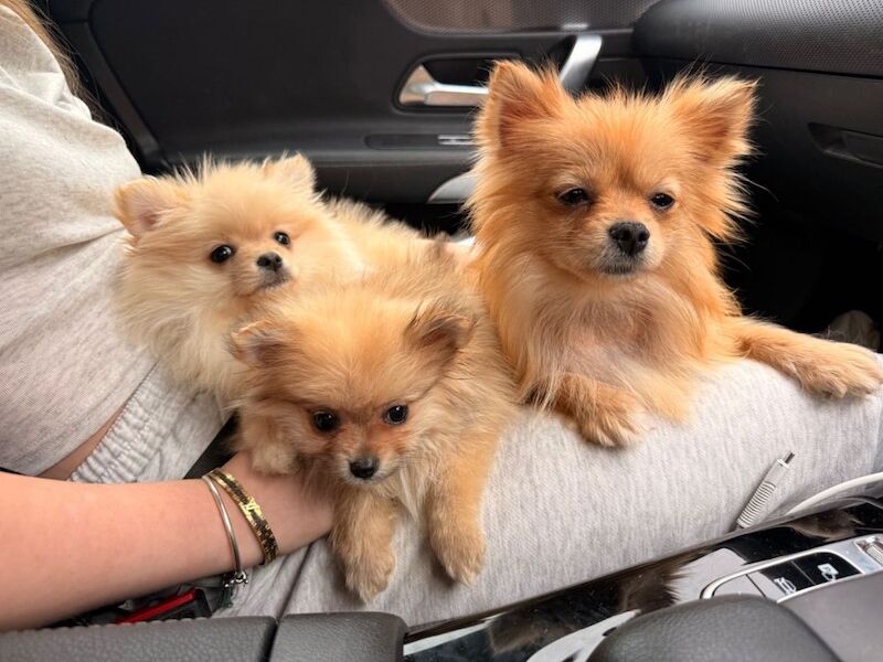 Cute Pomeranian Puppies For New Homes - Image 2 of 5