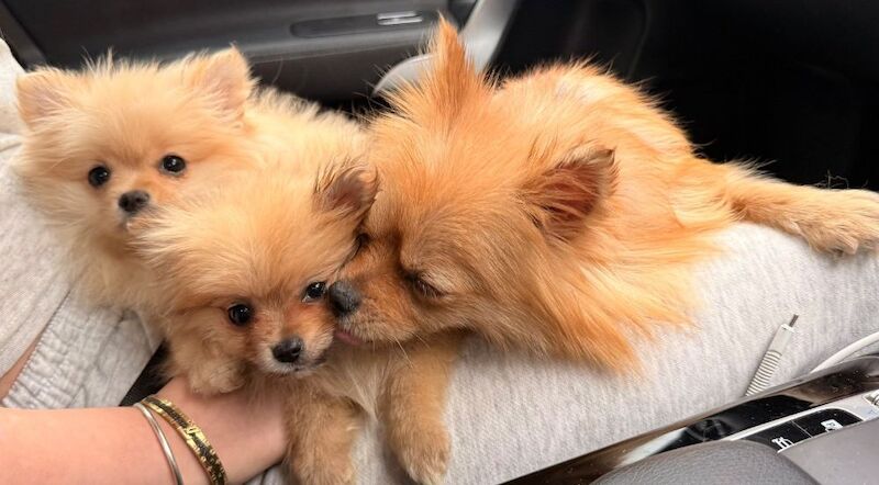 Cute Pomeranian Puppies For New Homes - Image 3 of 5