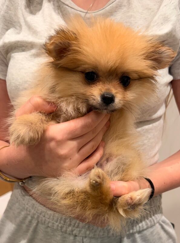 Cute Pomeranian Puppies For New Homes - Image 4 of 5