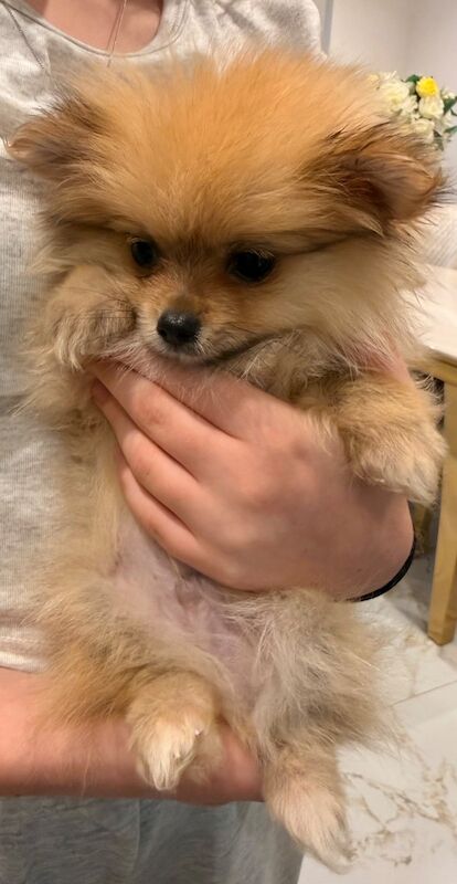 Cute Pomeranian Puppies For New Homes - Image 5 of 5