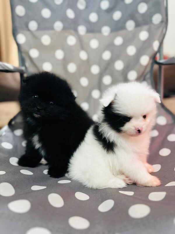 Pomeranian puppies for sale in Camden Town, Greater London – 6 weeks old