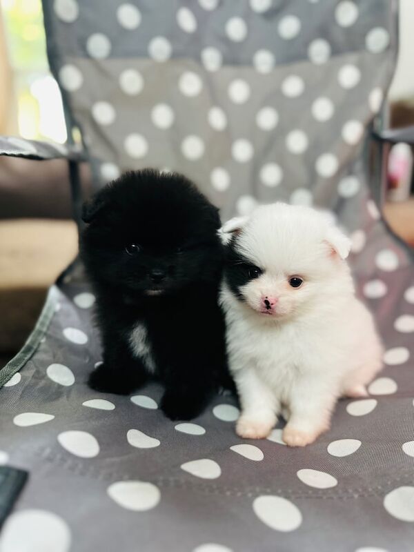 Pomeranian puppies for sale in Camden Town, Greater London – 6 weeks old - Image 2 of 3